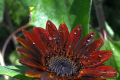 Waterdrops