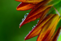 Waterdrops