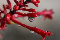 Waterdrops