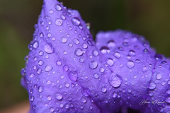 Waterdrops
