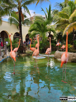 Flamingos